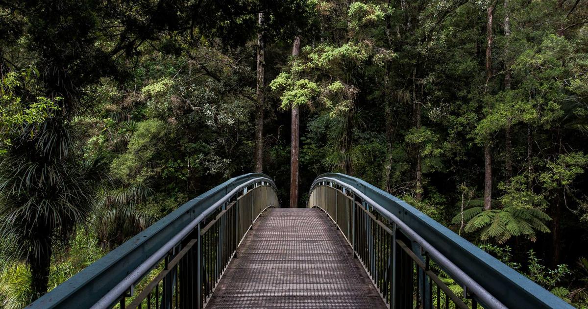 Forêt du Congo : un nouveau traité international pour protéger 10 millions d'hectares
